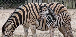 Parco Zoo di Falconara, festa della mamma in compagnia di un nuovo cucciolo di zebra