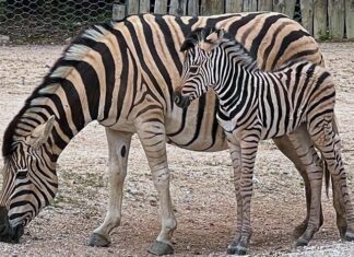 Parco Zoo di Falconara, festa della mamma in compagnia di un nuovo cucciolo di zebra
