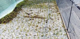 Grandinata a Grottammare, danni ingenti su vigneti e vivai