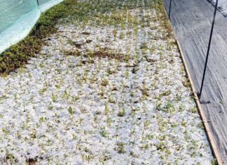 Grandinata a Grottammare, danni ingenti su vigneti e vivai