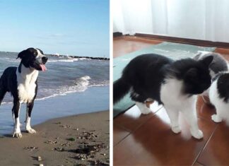 Grottammare, sentenza di sfratto per una famiglia. Cercano casa anche un cane e dieci gatti