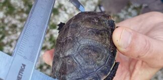 La Riserva Naturale Sentina diventa sito di conservazione della testuggine palustre