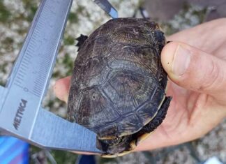 La Riserva Naturale Sentina diventa sito di conservazione della testuggine palustre