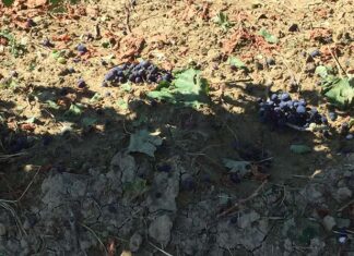Coldiretti Marche sulla vendemmia 2023: «Poco vino, ma di ottima qualità»