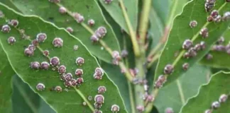 Cocciniglia, un insetto nel cibo che mangiamo senza saperlo. Ecco dove