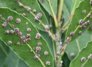 Cocciniglia, un insetto nel cibo che mangiamo senza saperlo. Ecco dove