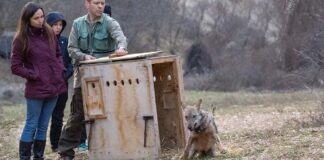 Visso, la lupa Sibilla torna il libertà con il radiocollare nella vallata di Norcia
