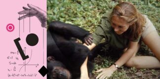 “Jane”, il docufilm di Brett Morgen il 29 febbraio all’Ospitale di Grottammare