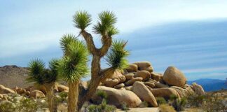 La yucca brevifolia e le sue simbologie