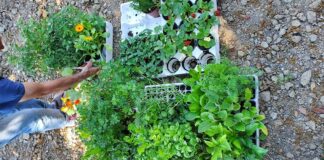 A San Benedetto nascono gli “orti bio in rete” nei centri diurni per disabili