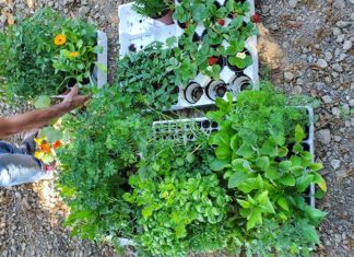 A San Benedetto nascono gli “orti bio in rete” nei centri diurni per disabili