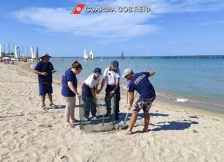 Una tartaruga marina sceglie il litorale di Cupra Marittima per deporre le sue uova