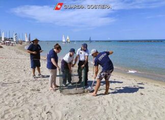 Sorpresa a Cupra Marittima, tartaruga Caretta Caretta depone uova in spiaggia
