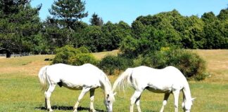 La lezione del cavallo, splendida metafora della vita