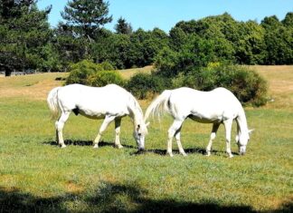 La lezione del cavallo, splendida metafora della vita