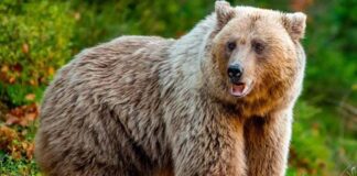 C’è del marcio e della ferocia in Trentino