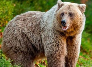 C’è del marcio e della ferocia in Trentino