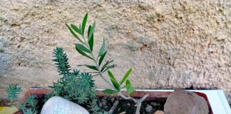 Il risveglio dell’ulivo, un piccolo “miracolo” generato da attesa e fiducia