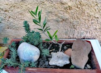 Il risveglio dell’ulivo, un piccolo “miracolo” generato da attesa e fiducia