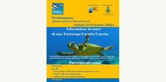Una tartaruga marina riprenderà il largo dalla spiaggia di Grottammare