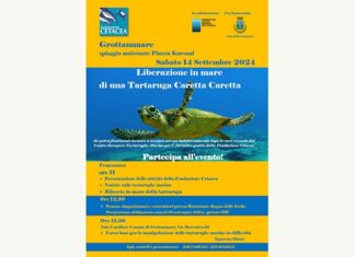 Una tartaruga marina riprenderà il largo dalla spiaggia di Grottammare