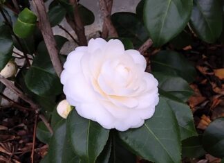 Poesia – “La camelia” di Enrica Loggi