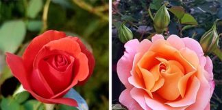 Racconto: “Saint- Denis” di Giampietro De Angelis