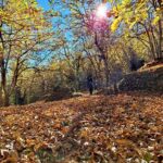 2025-11-19_giamp coccinella 3