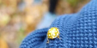 La coccinella dorata, tra storia e natura montana