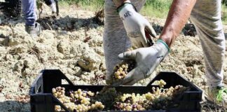 Ama Terra alla Slow Wine Fair, vini biologici del Piceno nel segno della giustizia sociale nel mondo vitivinicolo