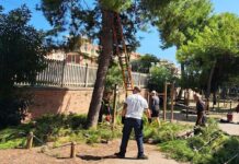 Grottammare, crollo di un ramo nella pineta Ricciotti: ripristinata la sicurezza