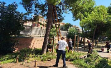 Grottammare, crollo di un ramo nella pineta Ricciotti: ripristinata la sicurezza